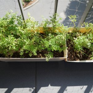 uprawa roślin na balkonie